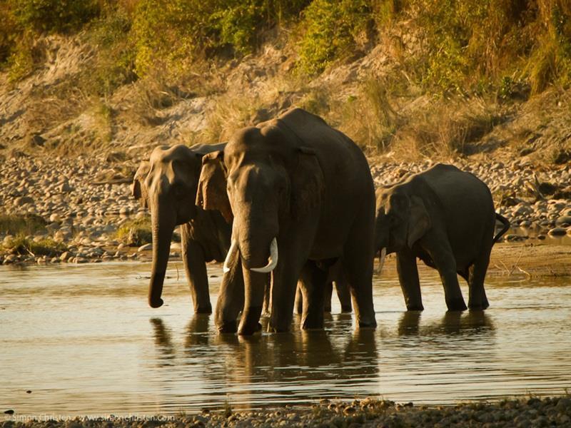 Forest Hideaway Resort Pvt Ltd Bardiya المظهر الخارجي الصورة